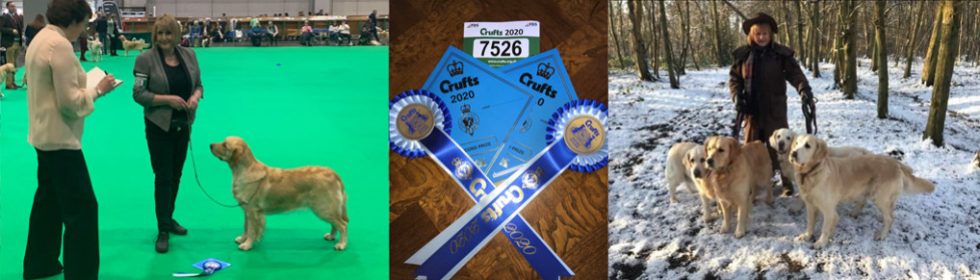 The Conifers Canine Hotel Dog Kennels near Bedford The Conifers Canine Hotel Dog Kennels near Bedford